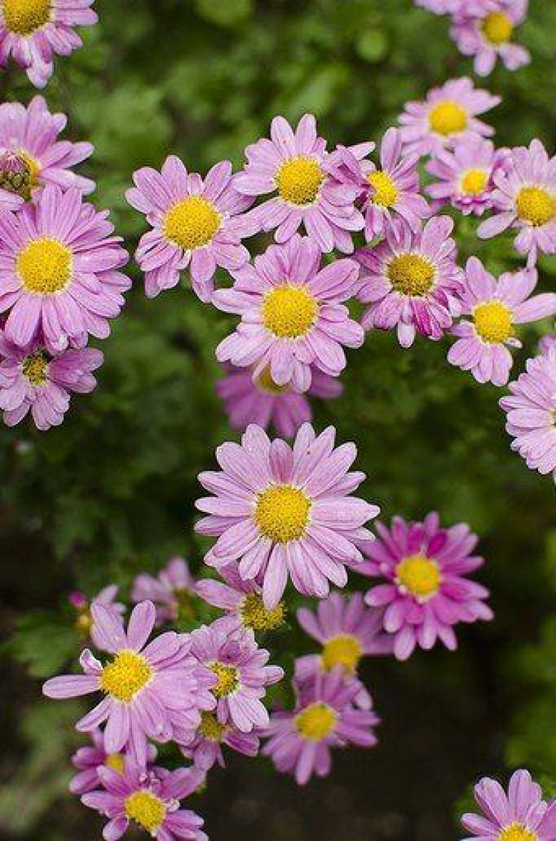 野菊花种子菊花种籽多年生花卉盆栽庭院花园