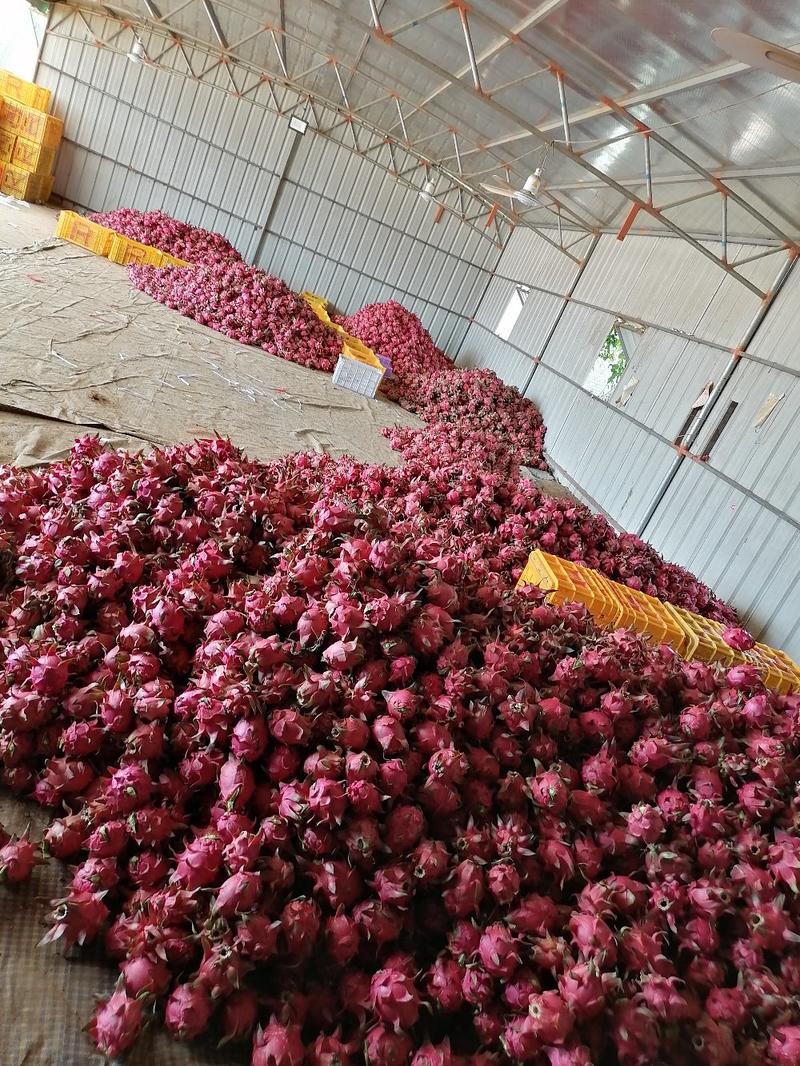 湛江火龙果大量供应，长期有货。品种齐全，欢迎进店联系