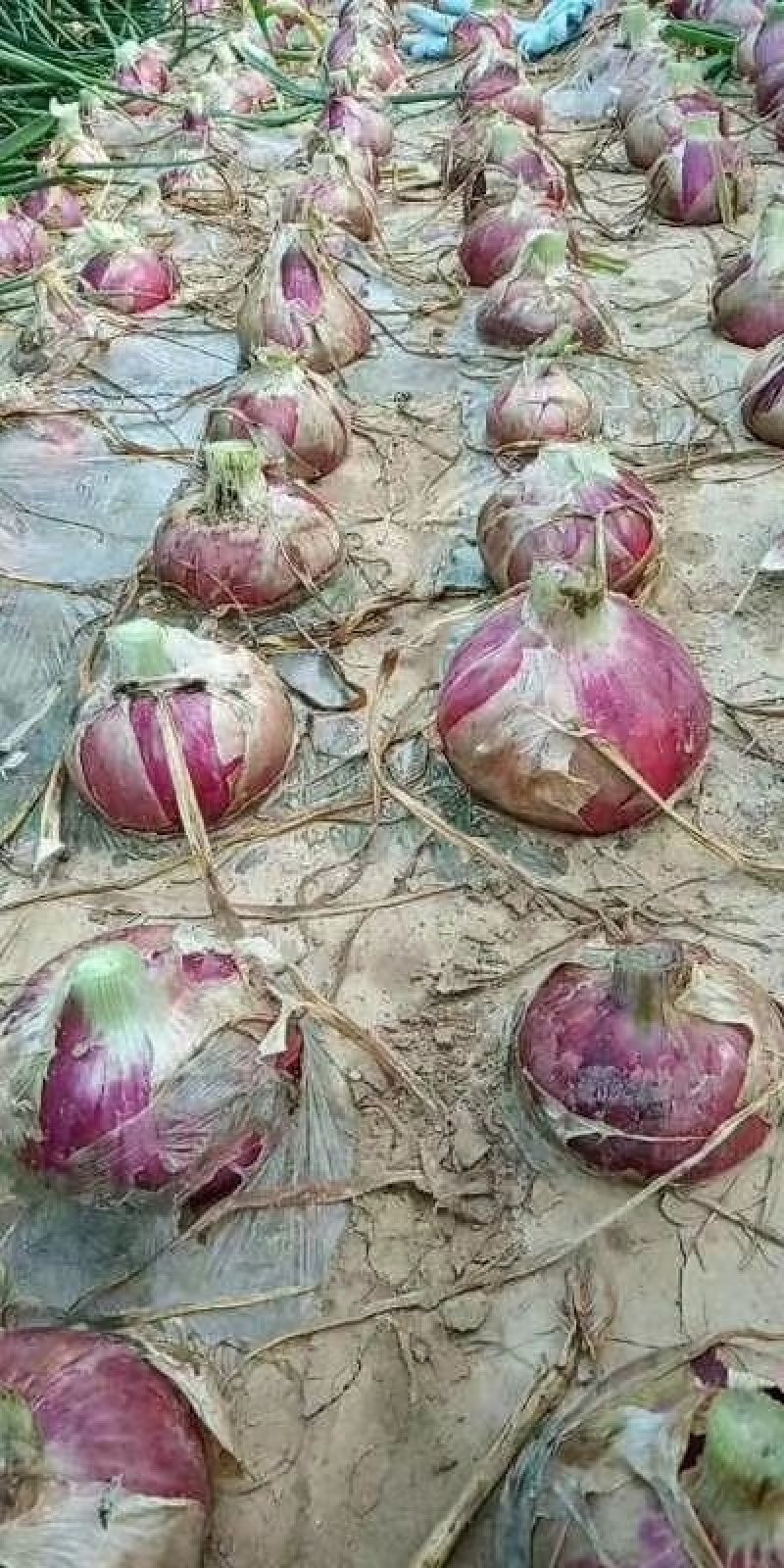 红皮洋葱4~8厘米