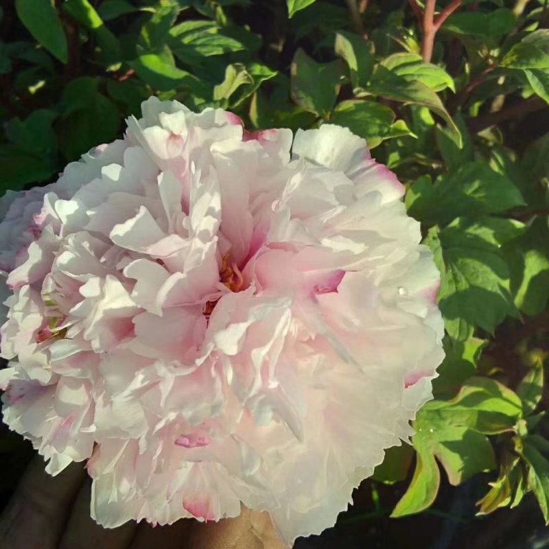 洛阳观赏牡丹花～白色系！四季开花。基地直发！正品保证！