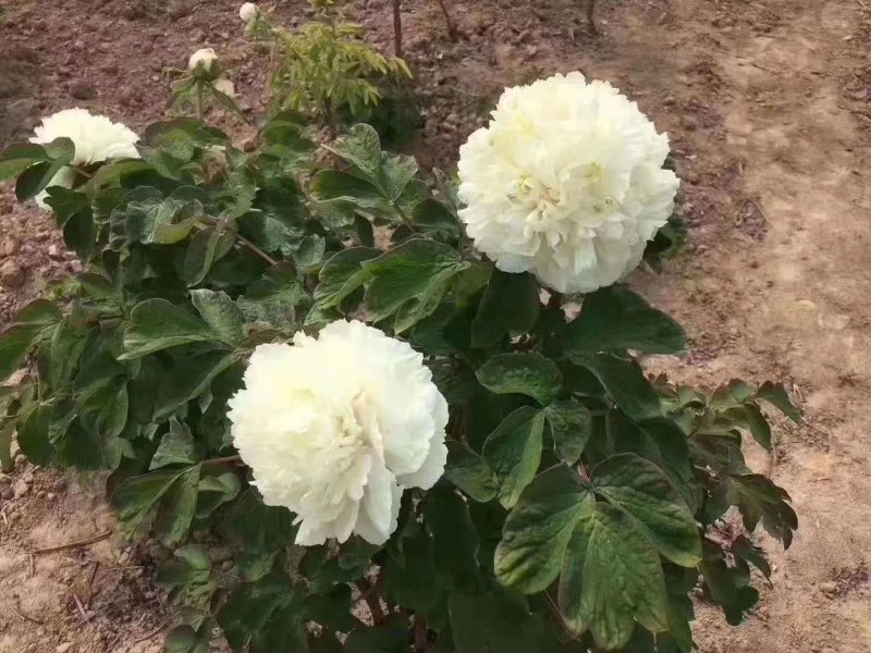 洛阳观赏牡丹花～白色系！四季开花。基地直发！正品保证！