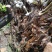 映山红下山桩老桩熟桩