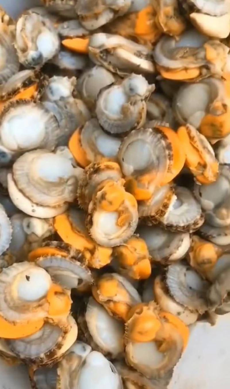 现剥特大号扇贝肉去鲜货衣海鲜新鲜虾夷扇肉
