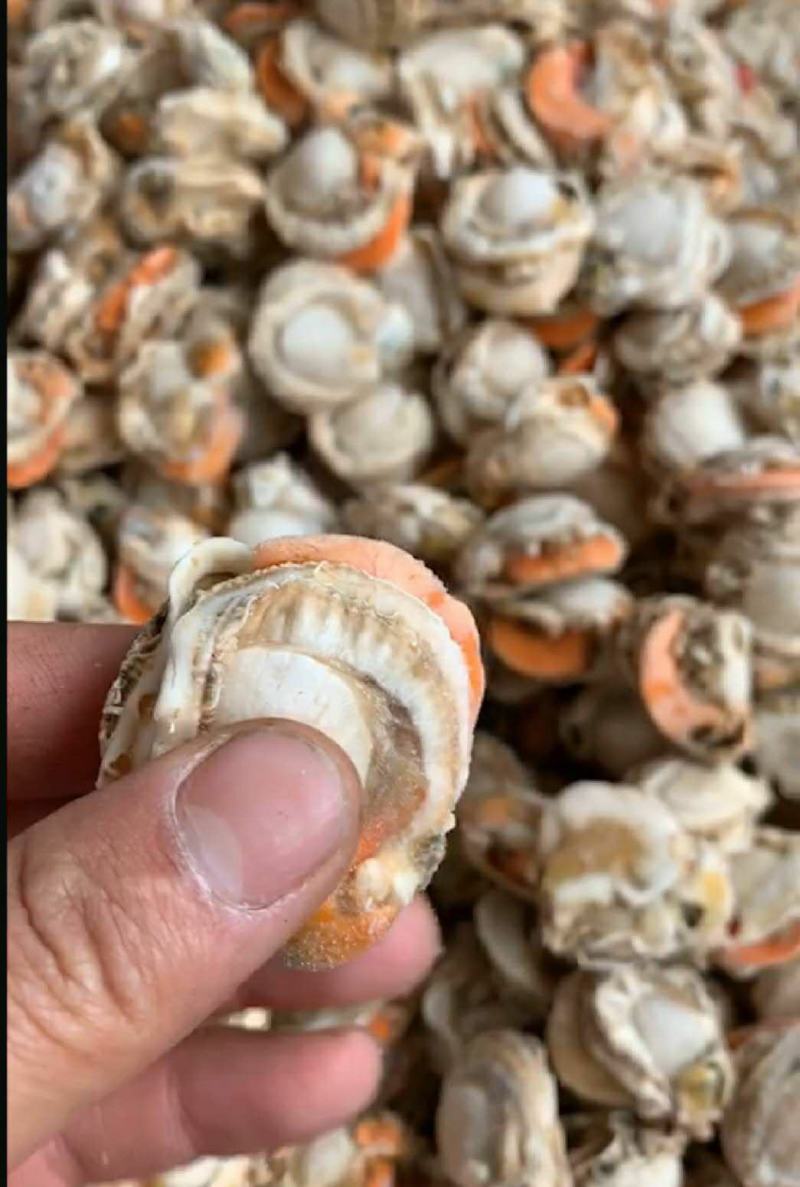 现剥特大号扇贝肉去鲜货衣海鲜新鲜虾夷扇肉
