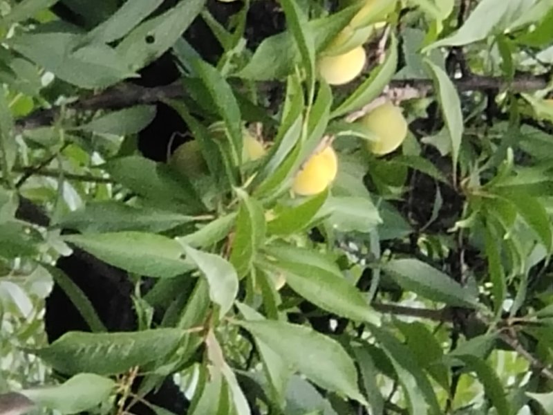 青脆李甜得很