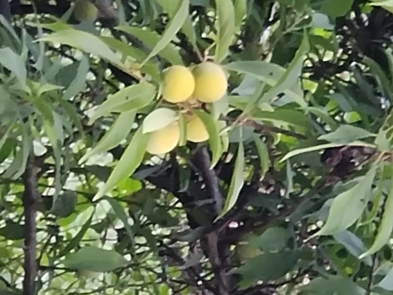 青脆李甜得很