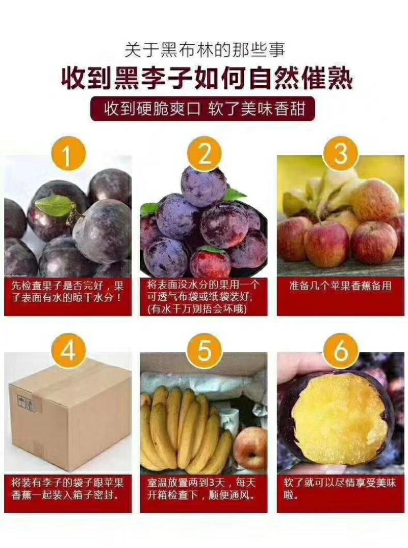 黑布林李子，陕西黑布林李子，支持一件代发