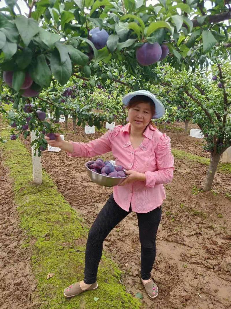 黑布林李子，陕西黑布林李子，支持一件代发