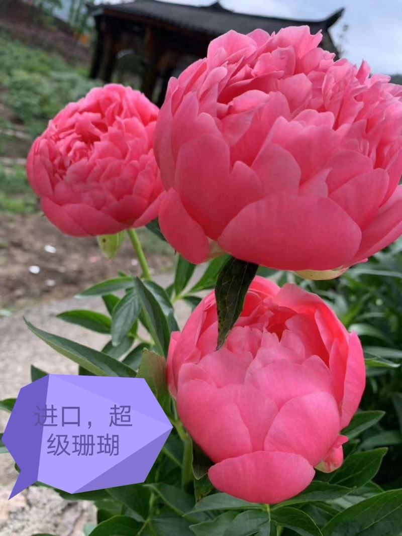 观赏芍药，重瓣芍药，基地直销，保证成活保证对版