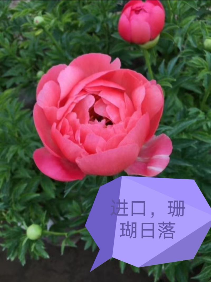 观赏芍药，重瓣芍药，基地直销，保证成活保证对版