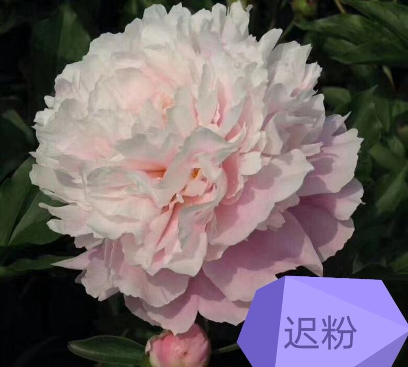 观赏芍药，重瓣芍药，基地直销，保证成活保证对版