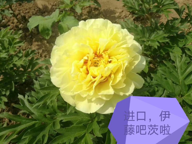 观赏芍药，重瓣芍药，基地直销，保证成活保证对版