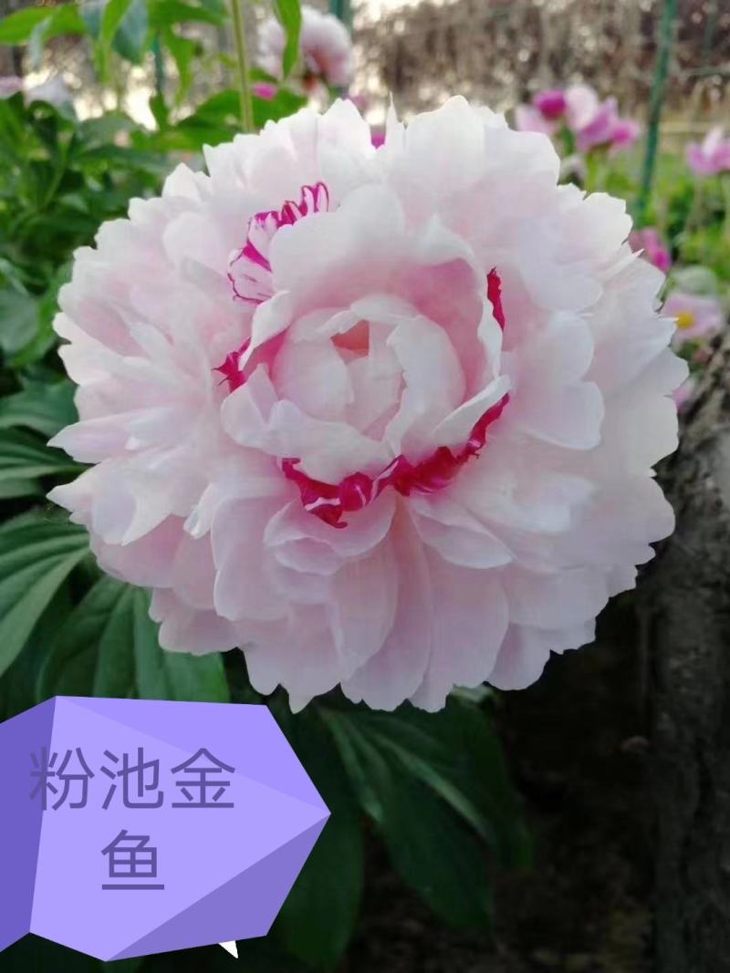 观赏芍药，重瓣芍药，基地直销，保证成活保证对版