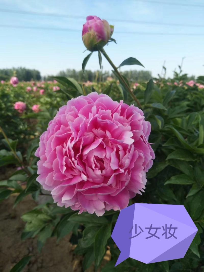 观赏芍药，重瓣芍药，基地直销，保证成活保证对版
