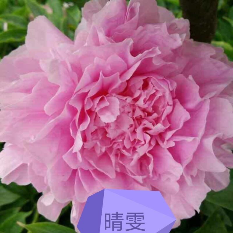 观赏芍药，重瓣芍药，基地直销，保证成活保证对版