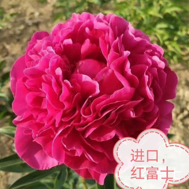 观赏芍药，重瓣芍药，基地直销，保证成活保证对版