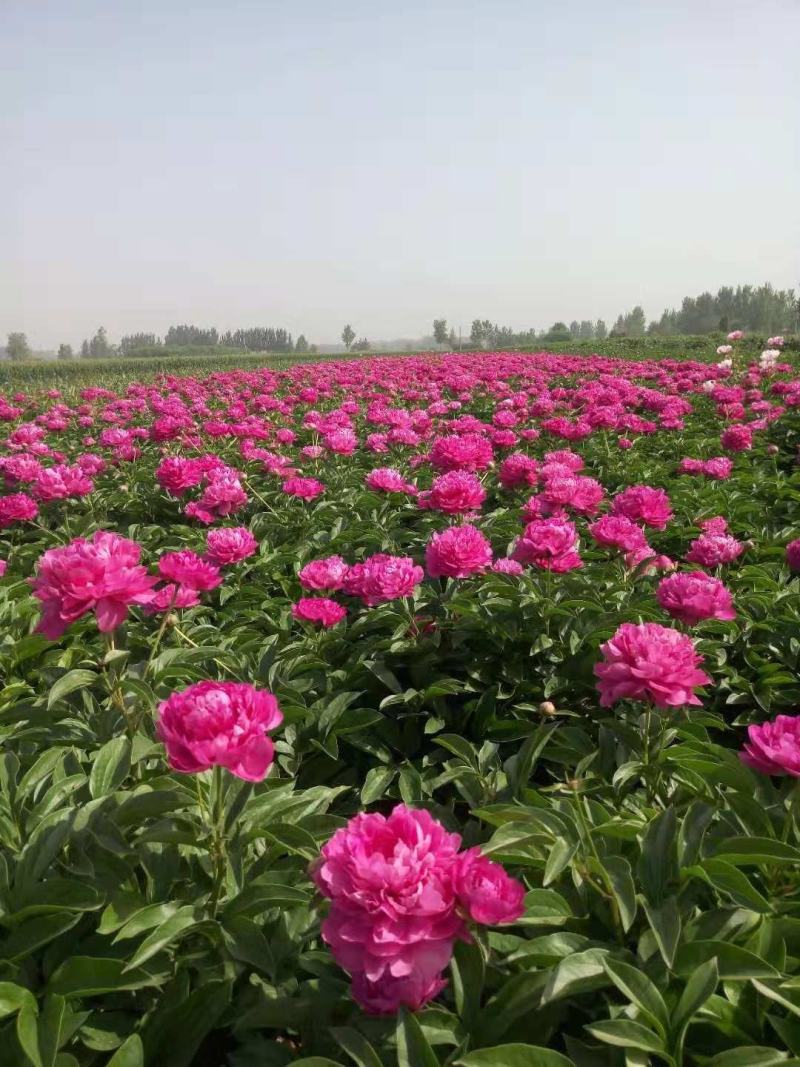 观赏芍药，重瓣芍药，基地直销，保证成活保证对版