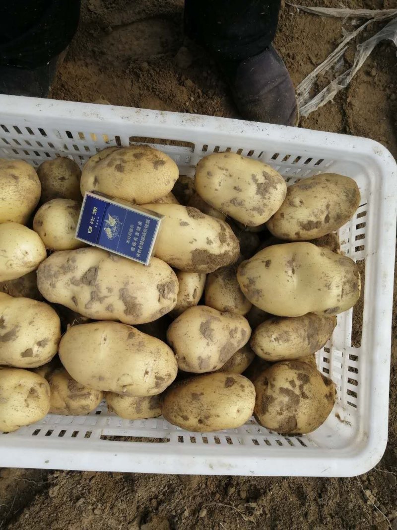 土豆
