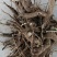 大量收购鲜白芍，4年以上无狗眼，产地不现，有货的请连系我
