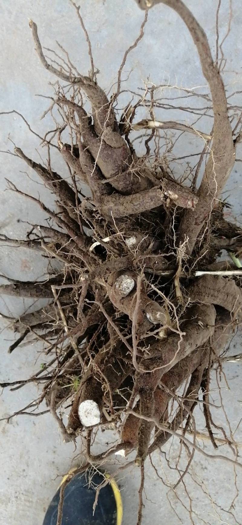 大量收购鲜白芍，4年以上无狗眼，产地不现，有货的请连系我