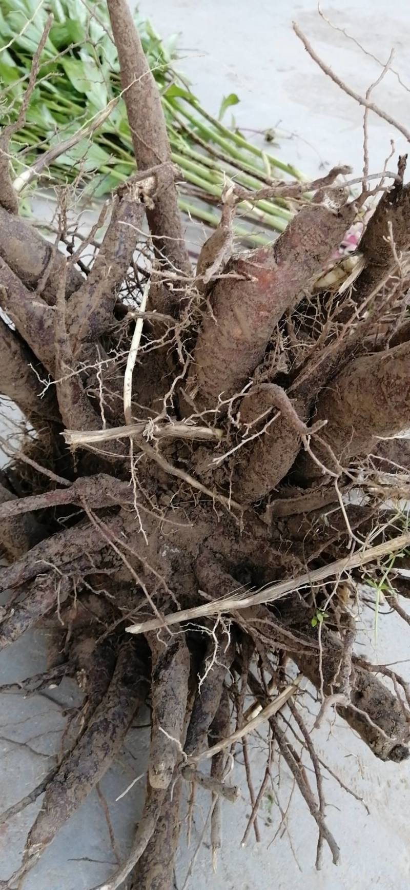 大量收购鲜白芍，4年以上无狗眼，产地不现，有货的请连系我