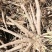 大量收购鲜白芍，4年以上无狗眼，产地不现，有货的请连系我