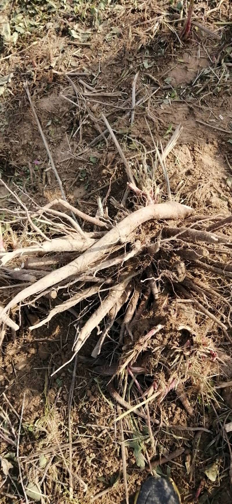 大量收购鲜白芍，4年以上无狗眼，产地不现，有货的请连系我