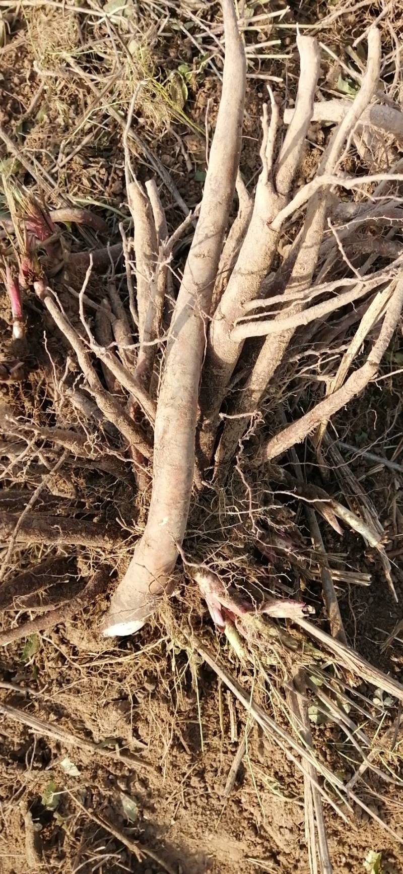 大量收购鲜白芍，4年以上无狗眼，产地不现，有货的请连系我