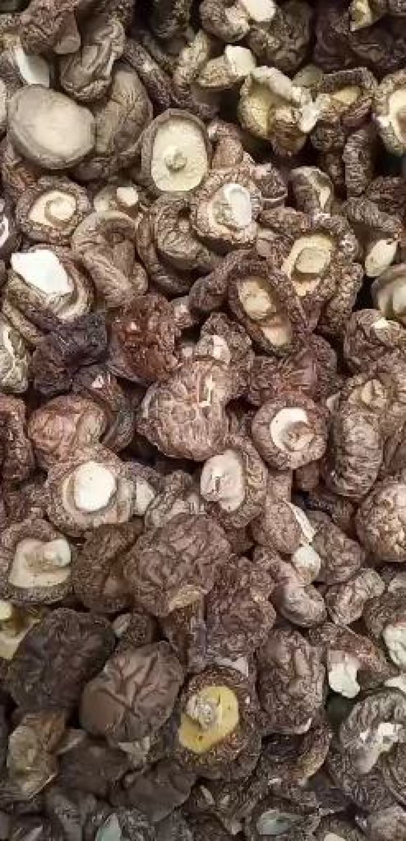 蘑菇批发货好，价格实惠，