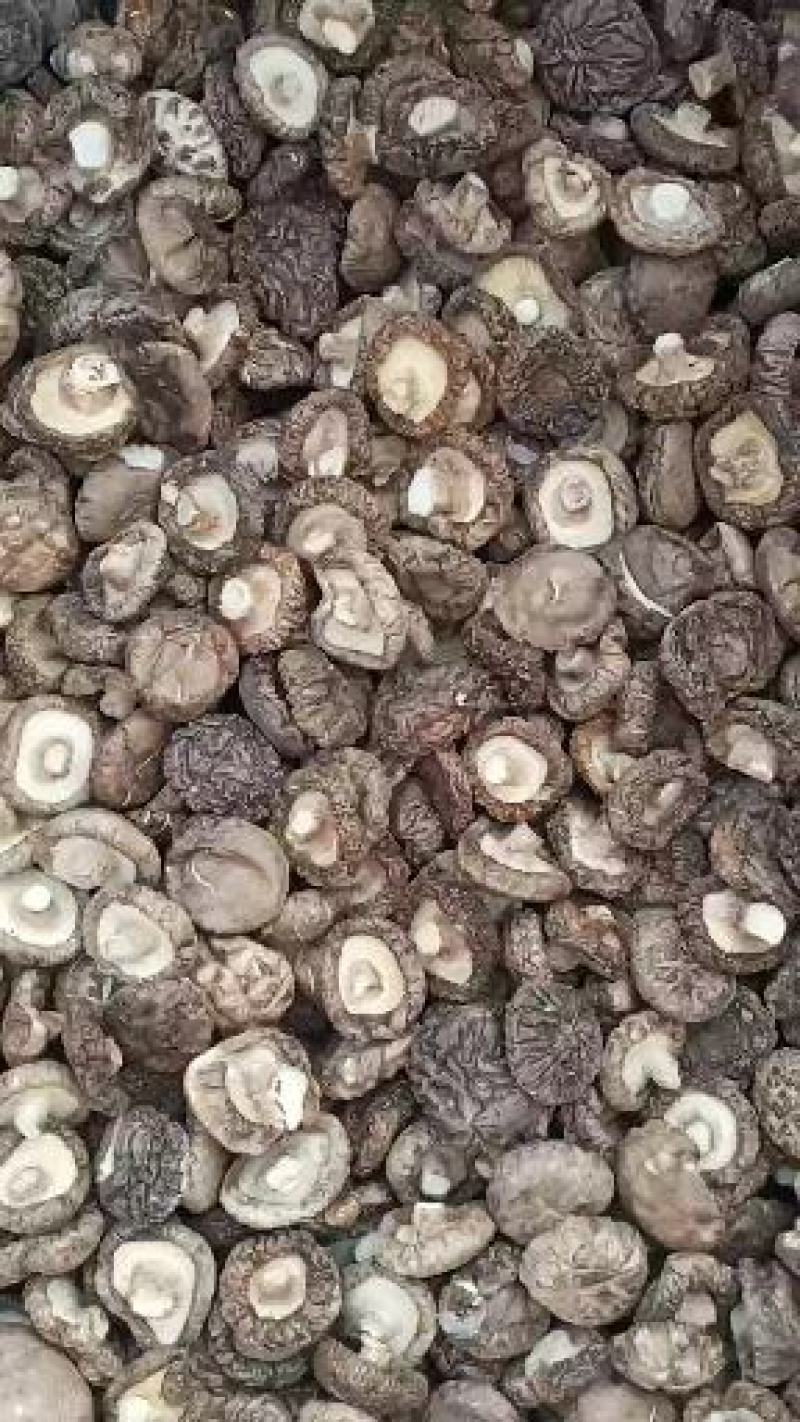 蘑菇批发货好，价格实惠，
