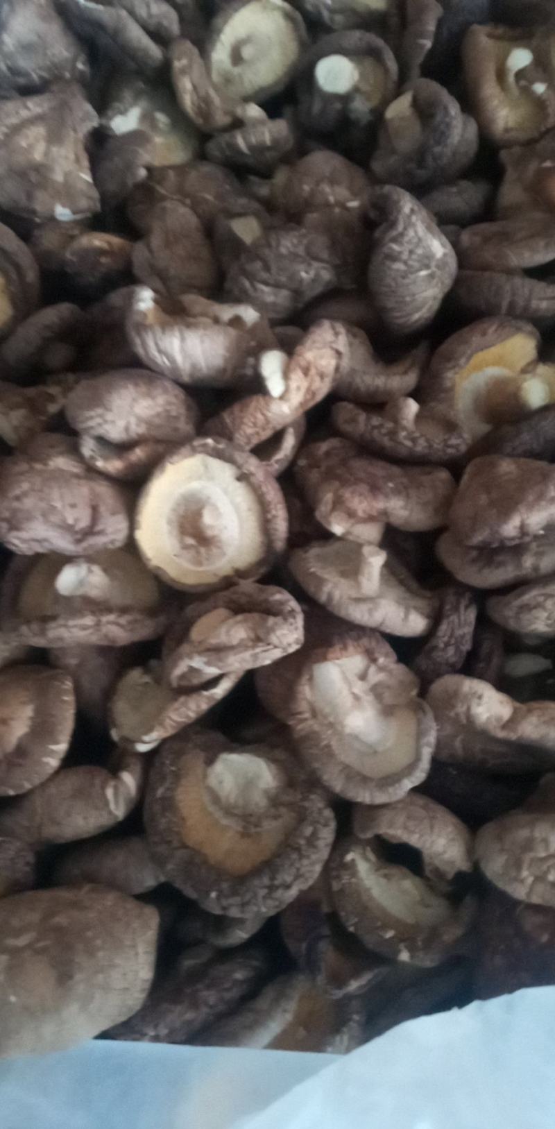 蘑菇批发货好，价格实惠，