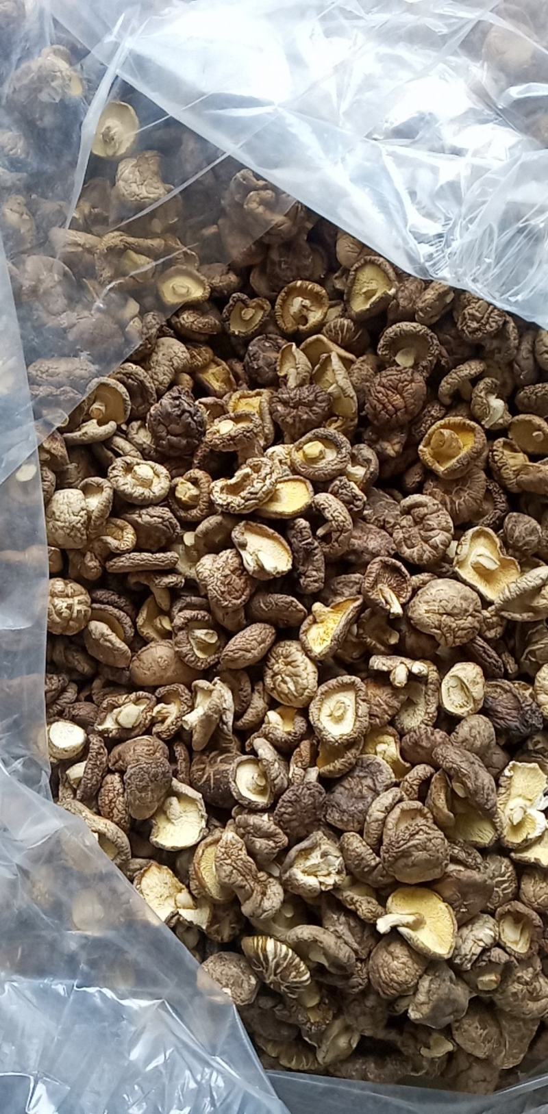 蘑菇批发货好，价格实惠，