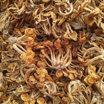 蘑菇批发货好，价格实惠，