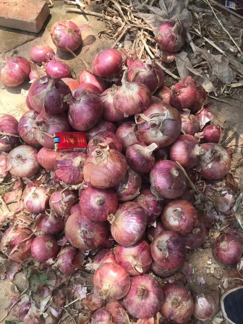 山东省聊城二红洋葱冷库大量出库。