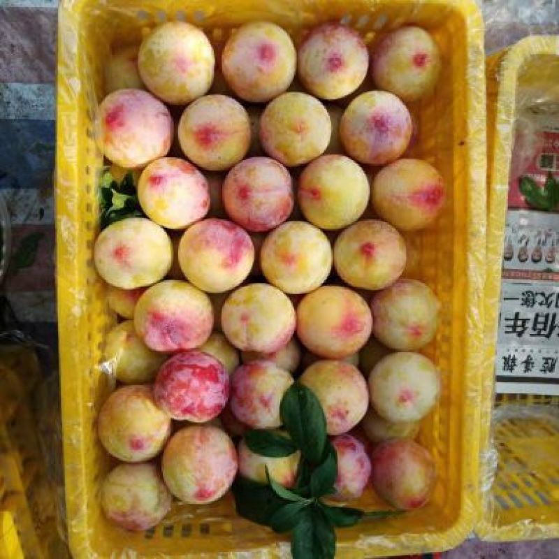 千味红李子大量有货，货源充足，价格美丽