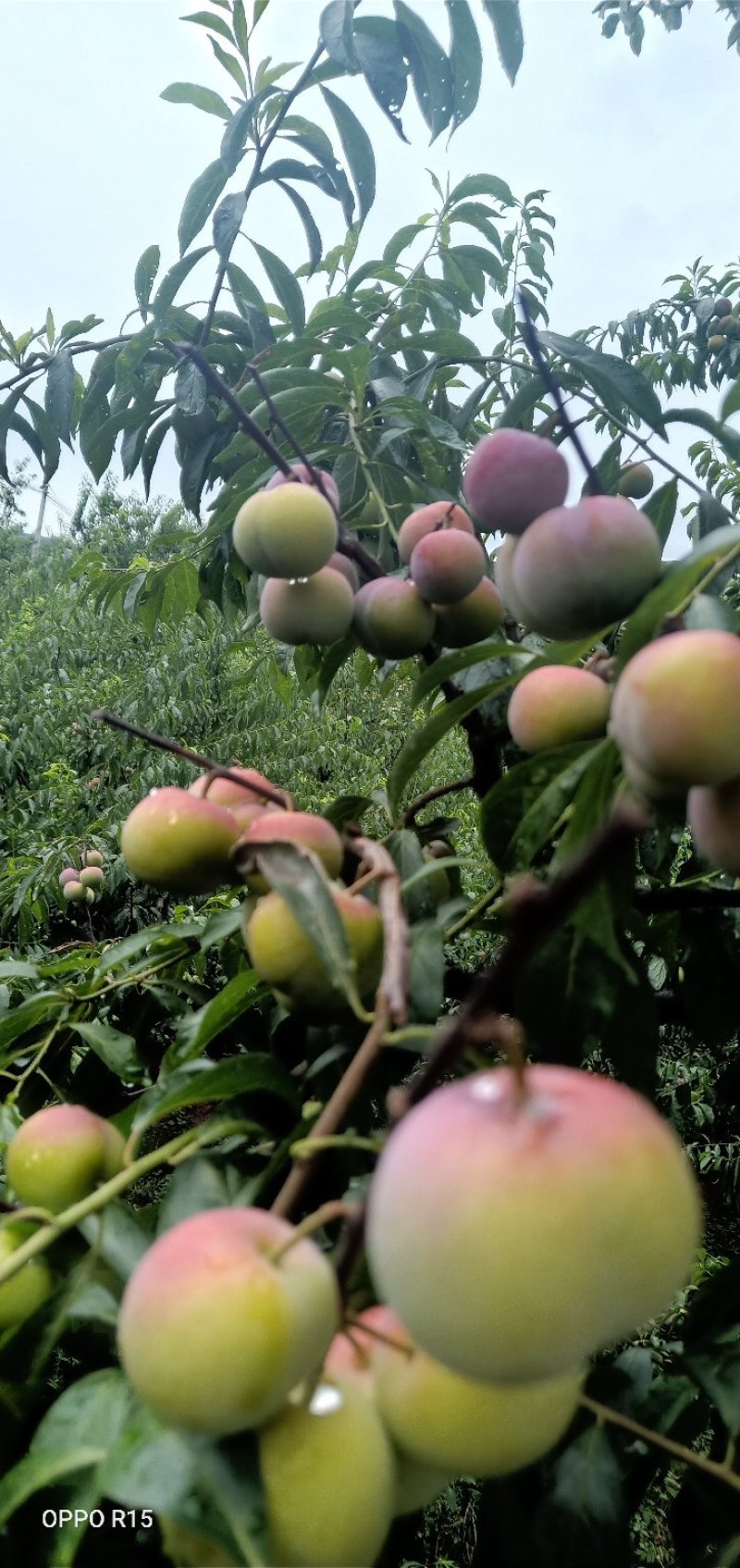 屏山半边红李子（茵红李）产地直供，一手货源