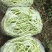 大量供应精品白肉豆，王中王，欢迎各位老板下单