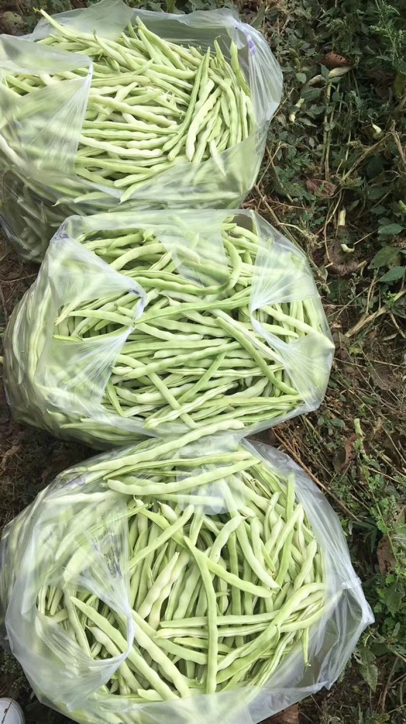 大量供应精品白肉豆，王中王，欢迎各位老板下单