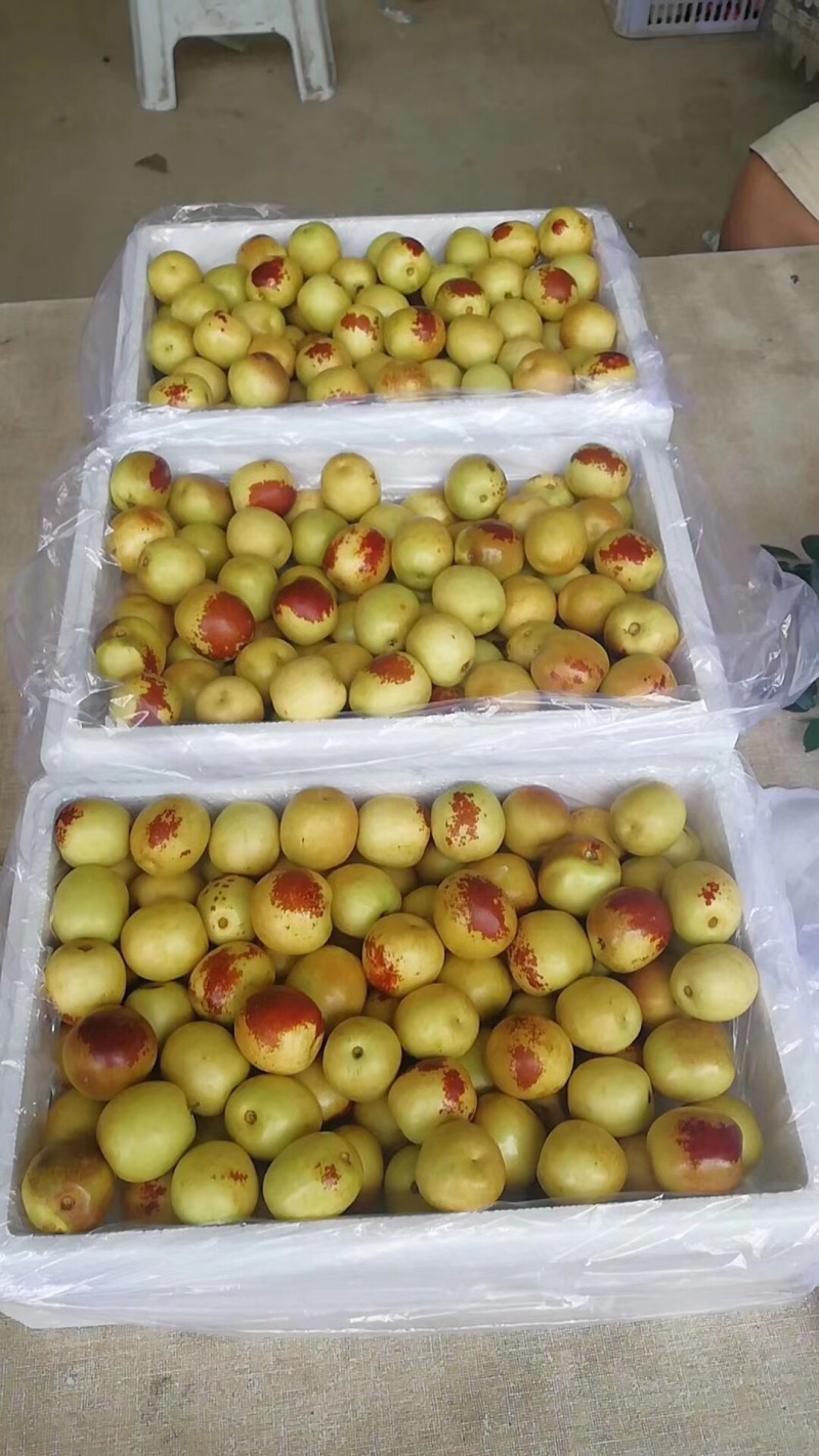 陕西冬枣产地批发陕西冬枣棚大量上市