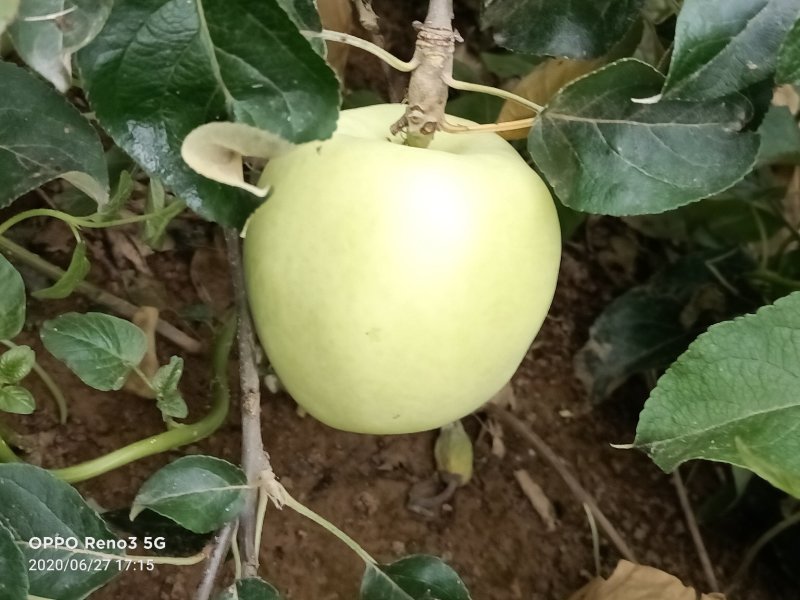 华硕