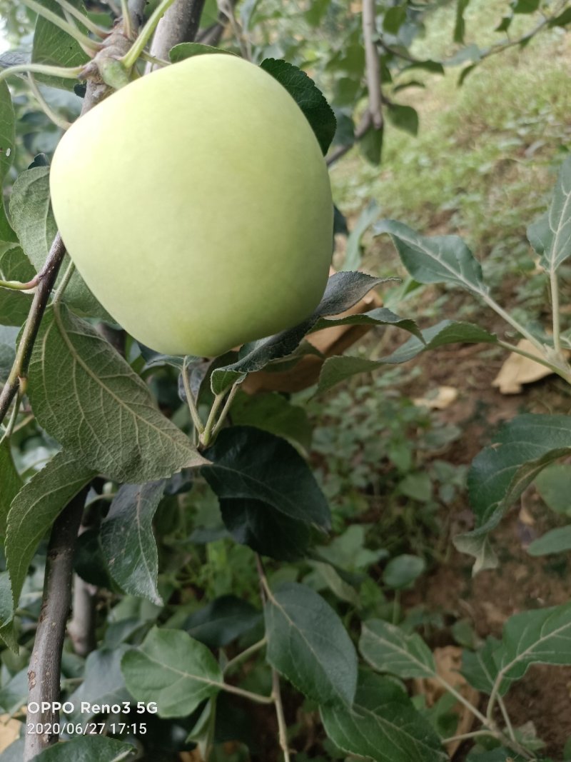 华硕
