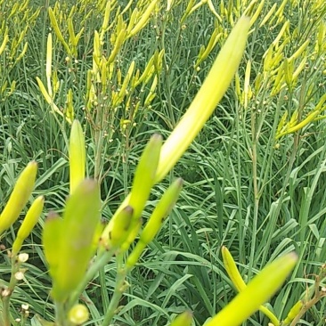 黄花菜