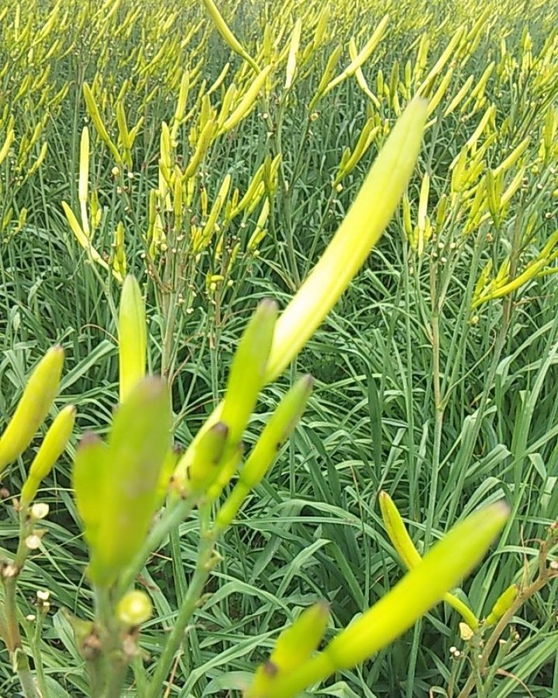 黄花菜
