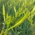 黄花菜