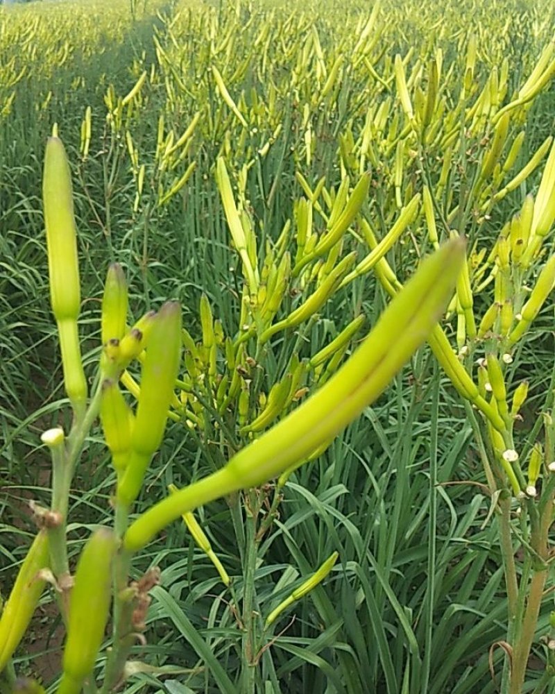 黄花菜