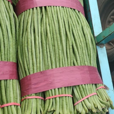 【荐】长豆角豇豆河北豆角豇豆万亩蔬菜批发基地大量供应热卖