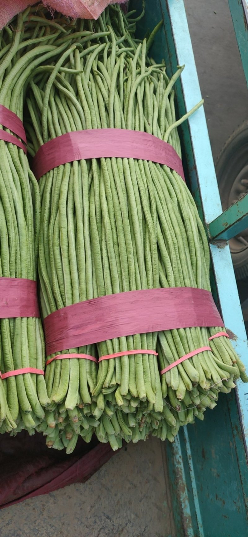 【荐】长豆角豇豆河北豆角豇豆万亩蔬菜批发基地大量供应热卖