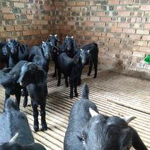 努比亚黑山羊种羊繁育基地