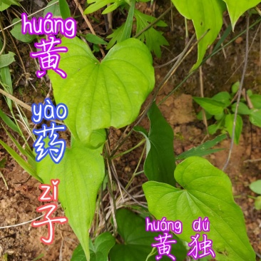 贵州毕节古夜郎大地野生中药材黄独黄药子