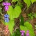 贵州毕节古夜郎大地野生中药材黄独黄药子